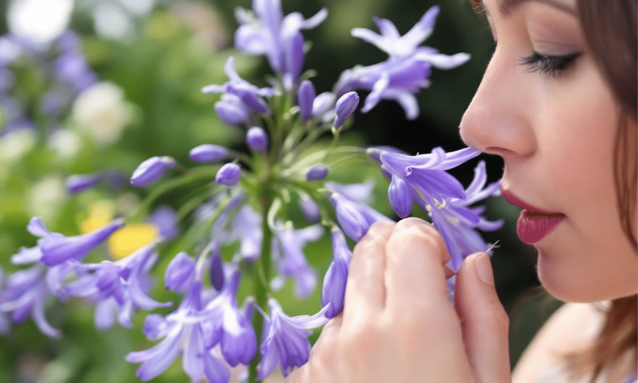 Agapanthus snoeien: waarom je misschien beter iets anders kunt proberen!