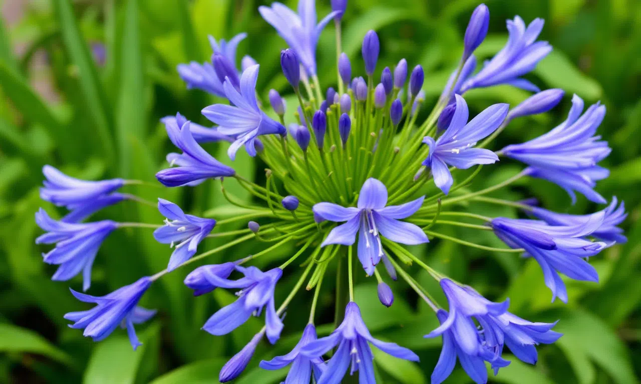 Tomatenvoeding voor Agapanthus? Dit onverwachte trucje werkt echt!